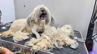 MATTED DOG HAIR REMOVAL  DOG GROOMING TRANSFORMATION [upl. by Ahsemik]