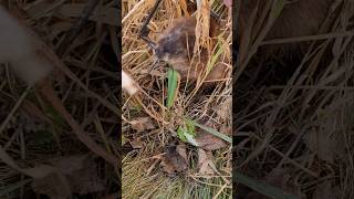 MUSKRAT VS 110 CONIBEAR trapping trapping muskrat 110conibear short shorts [upl. by Eneleahcim]