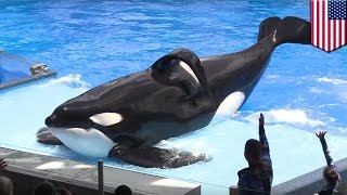 Hidup Tilikum sang Paus Orca yang menyedihkan di SeaWorld  Tomonews [upl. by Nirroc]