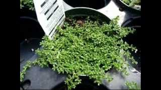 Gardening Mal Herniaria Glabra Green Carpet wmv [upl. by Intyrb972]