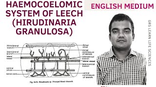 Leech haemocoelomic system  Circulation in leech circulatory system of annelids BSc Zoology [upl. by Fugate]