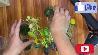 Unboxing some aquatic plants from bunnycartaquascape aqaurium nature plantedaquarium [upl. by Atoked]