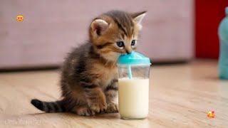 Cute Baby Kittens Drinking Milk 🍼😸💖 [upl. by Naveb605]