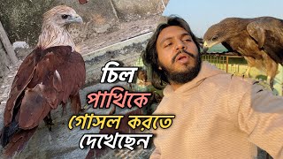 কিভাবে চিল পাখি গোসল করে l Doggo Sage l Pets amp Animals [upl. by Anidene456]