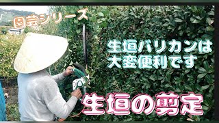 【生垣剪定】生垣バリカンで刈って時間短縮【園芸シリーズ】 [upl. by Laehcor]