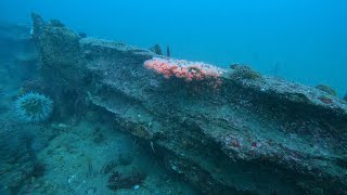 Grand circuit dive to barge wreck metridium field middle reef and breakwater wall Monterey CA [upl. by Charmane]