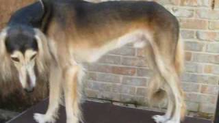 Saluki Grooming Part One [upl. by Lidia]