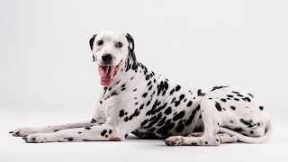 Teaching Your Dalmatian Obedience Training Tips amp Tricks [upl. by Torbert]