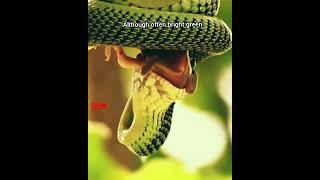 😱Never Seen Before 🐍Incredible Green Snake  Boomslang Snake  Green Snakes Species wildlife [upl. by Ardrey]