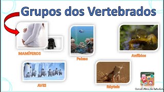 Animais Vertebrados  Reino Animal  Hora de Estudar [upl. by Stclair249]