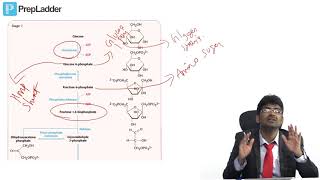 Glycolysis  MCQ discussion [upl. by Schreiber223]