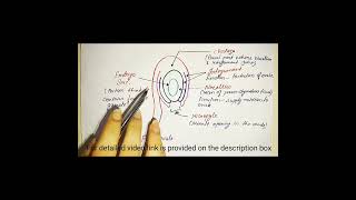 structure of an ovule along with the function of each part function structure [upl. by Pogah]