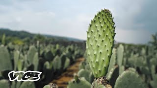 Regreso al origen el nopal un superalimento mexicano [upl. by Elsbeth]