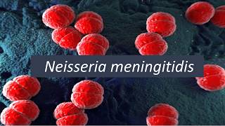 Microbiologia Médica  Neisseria meningitidis [upl. by Naget713]