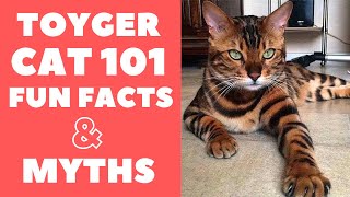 Toyger Cats 101  Fun Facts amp Myths [upl. by Wurtz493]