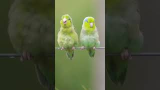 birds love wildlife fyp nature grow interesting fypviral grow unfreeze [upl. by Zusman]