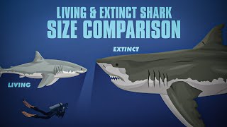 Living and Extinct Sharks Size Comparison  Animated  And other large fish [upl. by Hedvig]