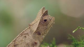 Brown leaf chameleon Brookesia superciliaris [upl. by Anaugahs52]