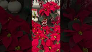 Poinsettia youtube flowers live life gardening living subscribe explorepage comment love [upl. by Aruol]