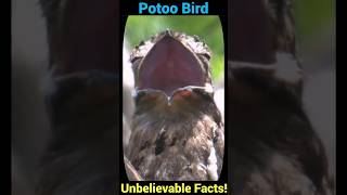 Potoo Bird Unbelievable Facts You Never Knew [upl. by Richter]