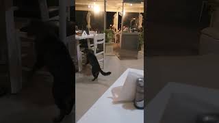 Wenn du beim abschreiben erwischst bist 🤣😂funnyvideo Witze lustig cats katzenvideos shorts [upl. by Xylon606]