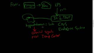 30  Chronic Inflammation  Eosinophils Mast Cells Systemic effects of inflammation [upl. by Imhsar]