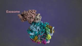 Eukaryotic pre60S ribosome biogenesis [upl. by Koehler]