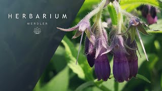 Symphytum officinale  Common comfrey  Purple [upl. by Enimrac]