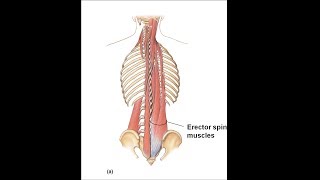 Lumbo sacral erector exercise [upl. by Notsirt79]