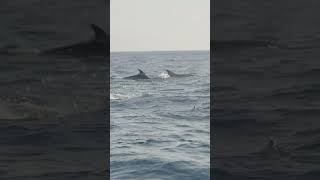 Surrounded by Dolphins  Galápagos Islands  Lindblad Expeditions [upl. by Rasure194]