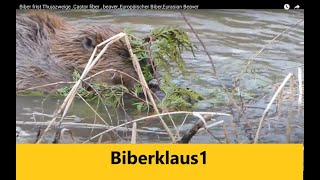 Biber Frist Thuja Zweige Castor fiber beaverEuropäischer Biber Eurasian Beaver [upl. by Leyes]