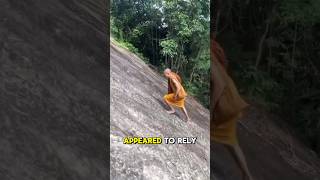 Monk Effortlessly Climbs Cliff😱 facts climbing cliff [upl. by Veronica498]