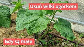 Ogórki podwiązuję i obrywam wilki [upl. by Nednarb]