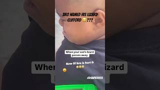 When Your Lizard Passes Away 😔 rip shortsfeed lizard shortsviral shortsfunny funnyshorts [upl. by Mccullough]