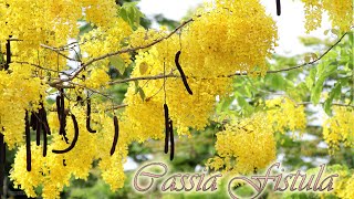 Golden Flower Tree  Cassia Fistula  সোনালি বা বাঁদরলাঠি গাছ [upl. by Harlene]