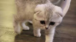 Gray Scottish Fold Kitten 3 Months Old [upl. by Nonnair]