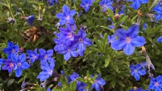 Lithodora diffusa Bumblebees favorite [upl. by Noryak]