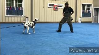 Dalmatian IGPSchutzhund Protection Training [upl. by Otnicaj]