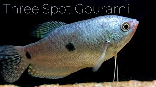 Three Spot Gouramis An Introduction to These Beautiful Fish Trichopodus trichopterus [upl. by Ythomit176]