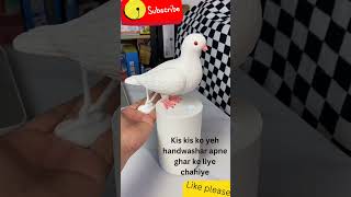 Pigeon handwashar funny short [upl. by Anipsed]