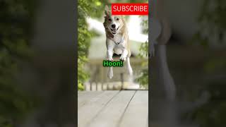 Funny dog story hindi 😄 funnystories dogstory funnypets comedy [upl. by Odlopoel364]