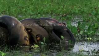 VEJA COBRA SUCURI ENORME ATACANDO ANIMAIS ENGUIA PAYARA JACARÉ AÇU [upl. by Quar]