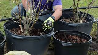 Container Blueberry Production Weed Control [upl. by Akyre]