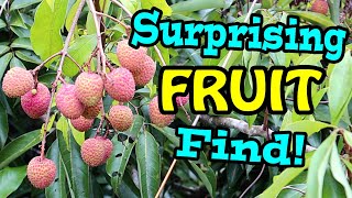 Madagascar Lychee  Weird Fruit Explorer Ep 369 [upl. by Rufe272]