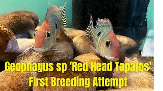 Geophagus sp Red Head Tapajos First Spawn Attempt [upl. by Myrna]