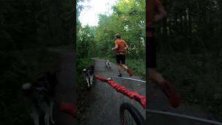 Canicross training routine with 4 dogs [upl. by Lrad]