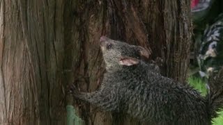 Marsupial odiado en Nueva Zelanda [upl. by Akisey]