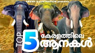 Top 5 Famous Elephants in Kerala  ഇവർ കേരളത്തിലെ ഗജരാജകന്മാർ [upl. by Jillie]