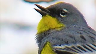 Yellowrumped Warbler Beautiful Bird Call Bird Song [upl. by Vasta]