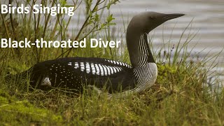 Birds Singing  Black throated Diver  Sounds of Nature [upl. by Cordey914]